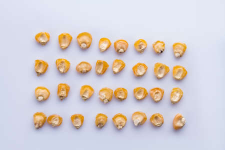 Corn kernel seeds rows. Top view. White isolated background.の写真素材
