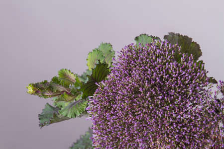 Flowering decorative purple cabbage plant. Ornamental cabbage with flowers on white background close up.の写真素材