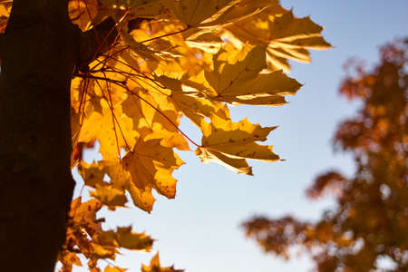 Autumn in the park. Close up golden maple tree leaves in the evening sunlight.の写真素材