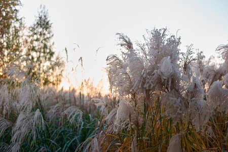 White Grass Flowers. Morning sky background.の写真素材