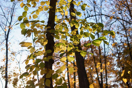 Autumn forest trees with green and yellow foliage. Clear blue sky.
