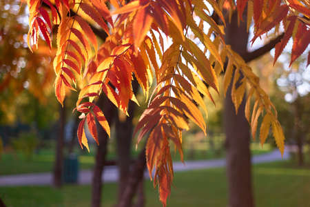 Fading autumnal colorful rowan tree branches. Leaves close up.