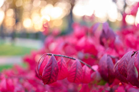 Close up leaves of burning bush. Focused euonymus alatus branch.