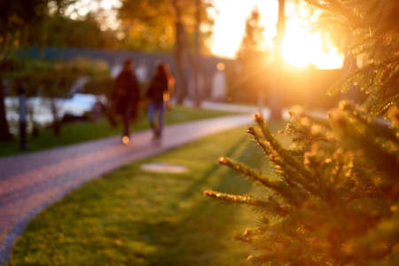 Bright eveing sunlight rays on pine tree branches. Autumnal city park.