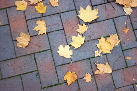 Maple leaves scattered on a cobblestone sidewalk. Falled dry golden leaves.