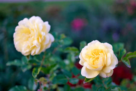 Pile yellow roses. Close up.の写真素材
