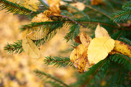 Close up wet yellow leaves on a pine tree branch. Rain in autumn.の写真素材