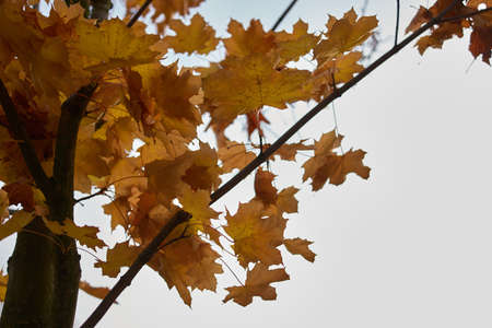 Close up autumnal maple tree. Grey sky background.