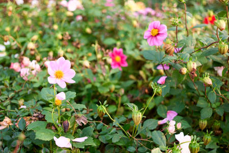 Purple and pink garden flowers. Floral scape, close up.