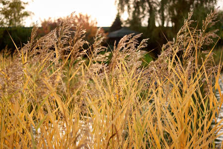 Autumnal golden reeds near the lake. Close up tall fluffy plant.