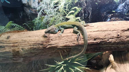 Small lizard relaxing on a big tree. Reptile leisure and relax.