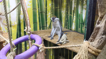 Happy playful monkey with toys. Funny small ape having fun.