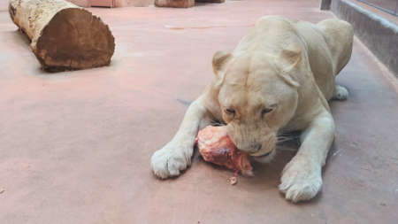 Portrait of lioness eating meat in a zoo. Close up.の写真素材