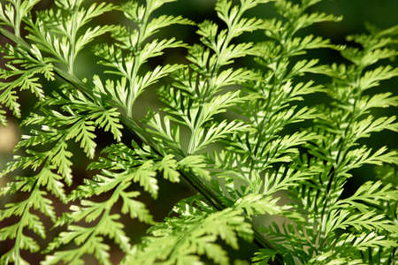 Bracken fern leaf in sunlight close up. Plant growing in the botanical garden. Natural green background.の写真素材