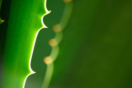 Aloe vera plant with sun rays close up. Fresh green leaf of aloe plant macro background. Space for text. Botany concept.の写真素材