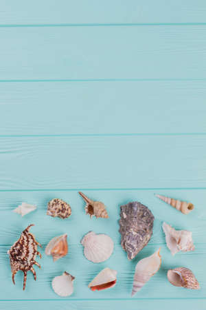 Frame of shells of various kinds on a blue background. Copy space in upper part.の写真素材