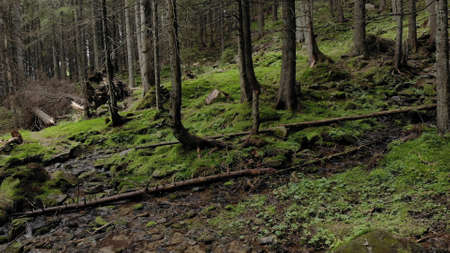 Landscape of dense forest. Fallen tree trunks on the grass.