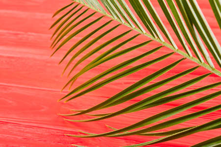 Close-up thin straight leaves. Red wooden background.の写真素材