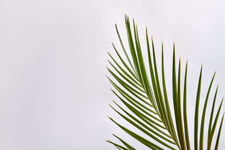 Branch with straight sharp leaves. Isolated on white background.