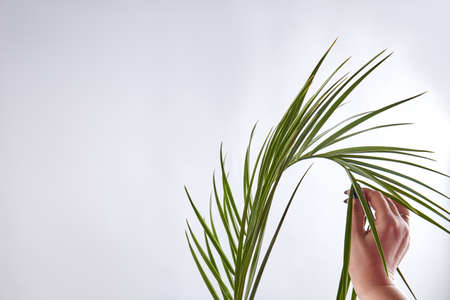 Female hand touching plant. Isolated on white background.の写真素材