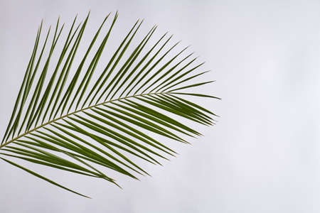Palm branch isolated on white. Long thin leaves.の写真素材
