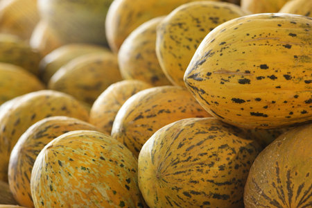 Pile of fresh ripe melons at farmers market. Sweet juicy fruits at market stall.の写真素材