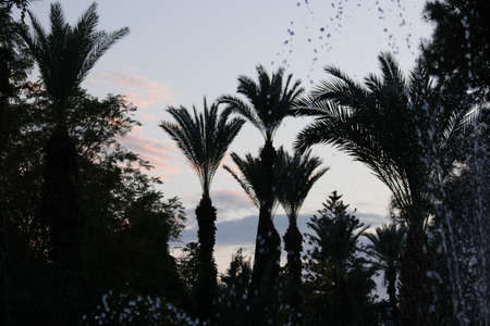 Palm tree silhouettes. Beautiful sunset sky in the background. Summer vacation concept.の写真素材