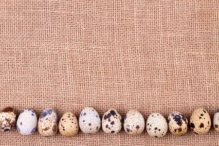 Composition of quail eggs arranged on a line.の写真素材