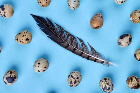 Bird feather and quail eggs isolated on blue background.の写真素材