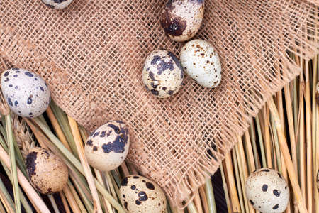 Quail eggs on burlap cloth and grass.の写真素材