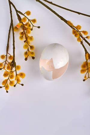 Yellow easter willow and broken eggshell.の写真素材