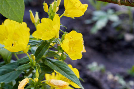 Close-up golden lilies among the green foliage in the garden.