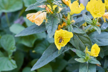 Yellow golden lillies flowers in the garden and pollinating wasp.の写真素材