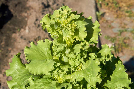 Wet fresh lettuce salad leaves growing in the garden.