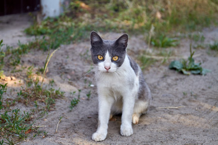 Portrait of black and white cat with yellow eyes.