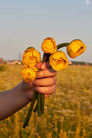 Female hand with bouquet of yellow tulip flowers.の写真素材