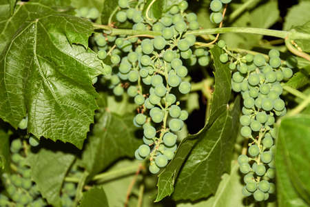 Close-up branches of grapes with green foliage outdoors.
