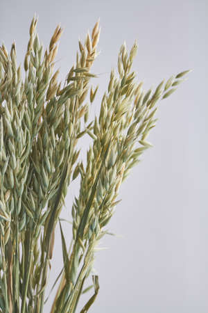 Vertical shot dried organic wheat on white background.の写真素材