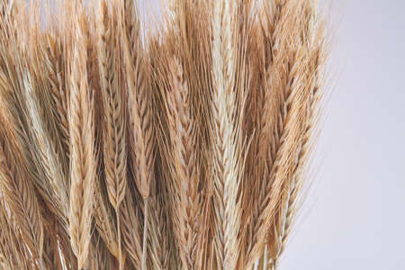 Close-up collection of ripe wheat ears on white background.