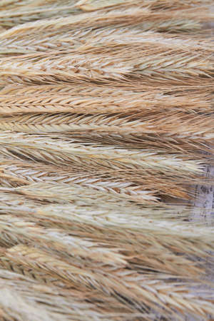 Close-up texture of golden wheat ears cereal grains.の写真素材