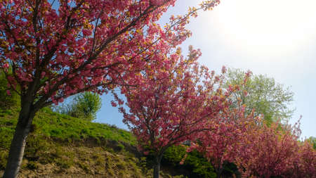 Row of Japanese cherry blossom trees growing in park or garden. Blooming cherry trees on a sunny...