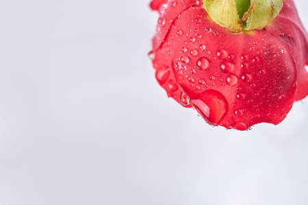 Red flower with water droplets and copyspace. Isolated on white background.の写真素材