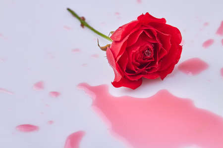 Red wet rose flower and liquid on white surface. Red puddle from rose flower.の写真素材