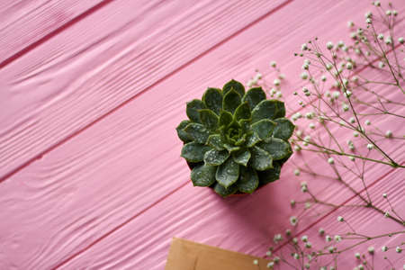 Top view sempervivum plant with water drops. Pink wooden background.の写真素材