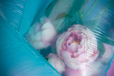 Rose flower in a plastic bag filled with water. Concept of nature suffering from plastic waste.の写真素材