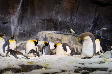 A group of penguins gathers on snowy rocks inside a cold habitat. A fluffy chick stands in the foreground while adults rest and preen.の写真素材