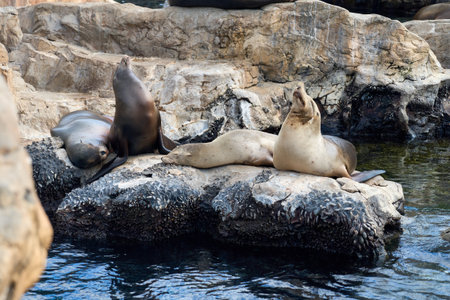 Group of sea lions resting on rocky shore by the water. Marine mammals relax together in a natural...