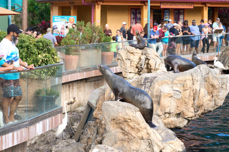 Orlando, Florida, USA - 11.17.2024: Visitors watch sea lions climbing and resting on rocks beside the water. Families enjoy a busy marine park attraction with birds and animals.のeditorial素材
