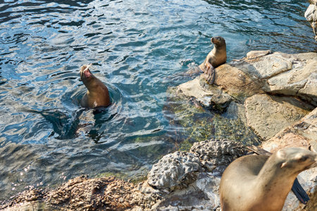 A sea lion stretches on a rock with mouth open toward the water. Shiny brown fur glows in bright...