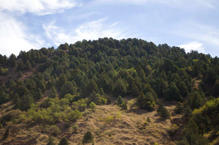 A mountain covered with green treesの写真素材